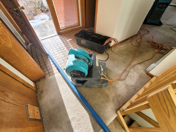 Best Mold removal after water damage  in Edgewood, FL